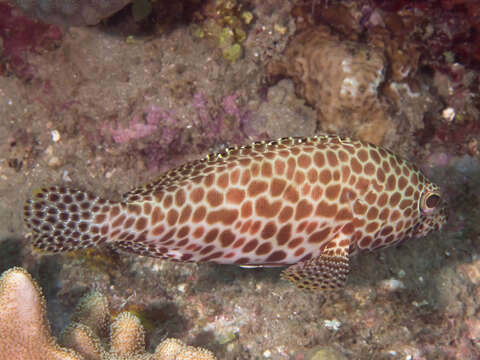 Image of Barred-chest Rock-cod