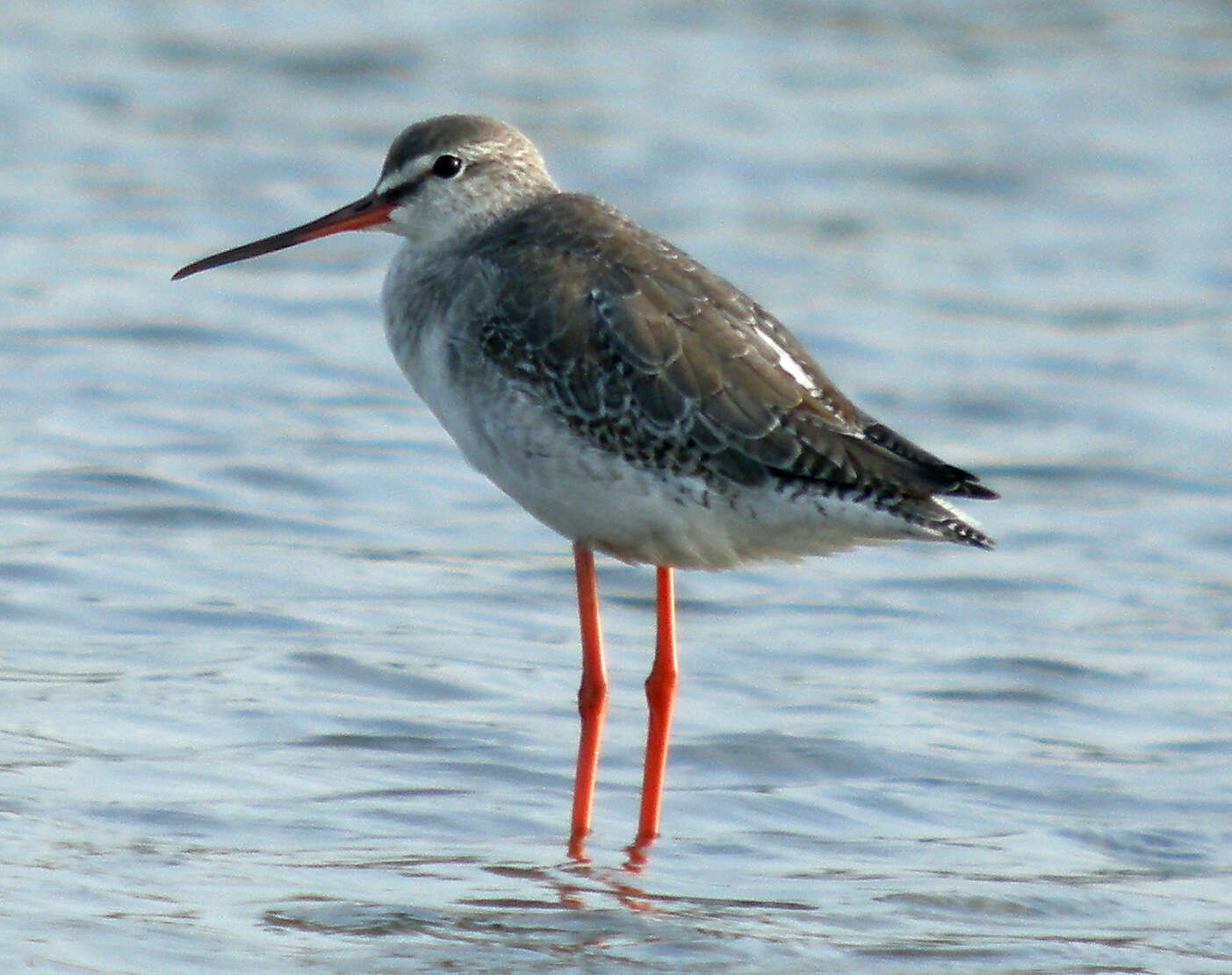 Image of Common Redshank