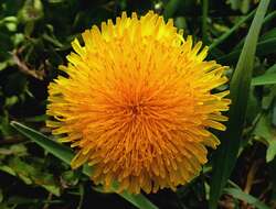 Image of Common Dandelion