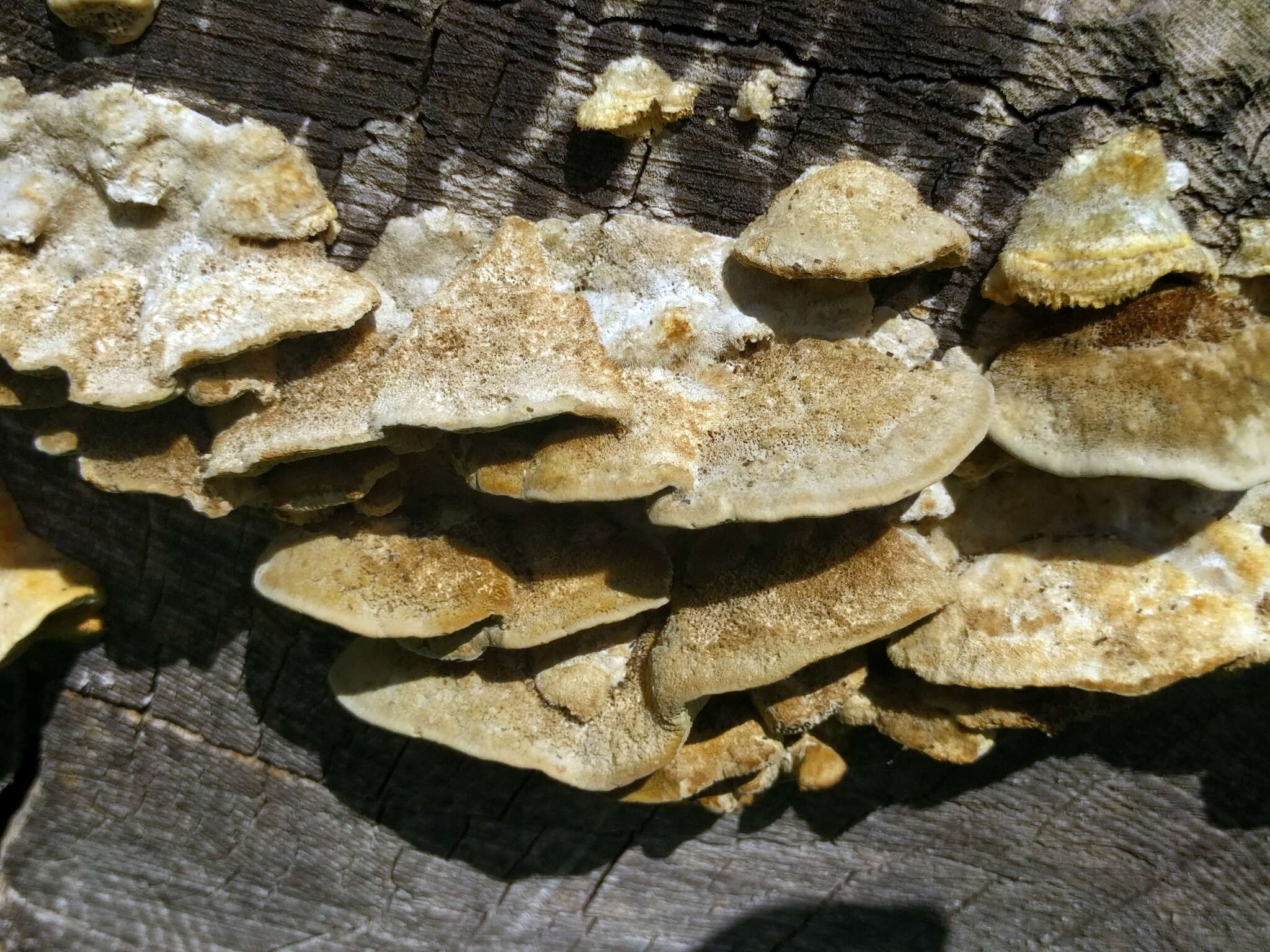 Image of Trametes trogii Berk. 1850