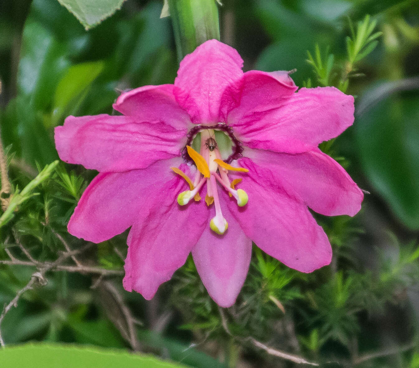 Imagem de Passiflora tripartita (A. Juss.) Poiret