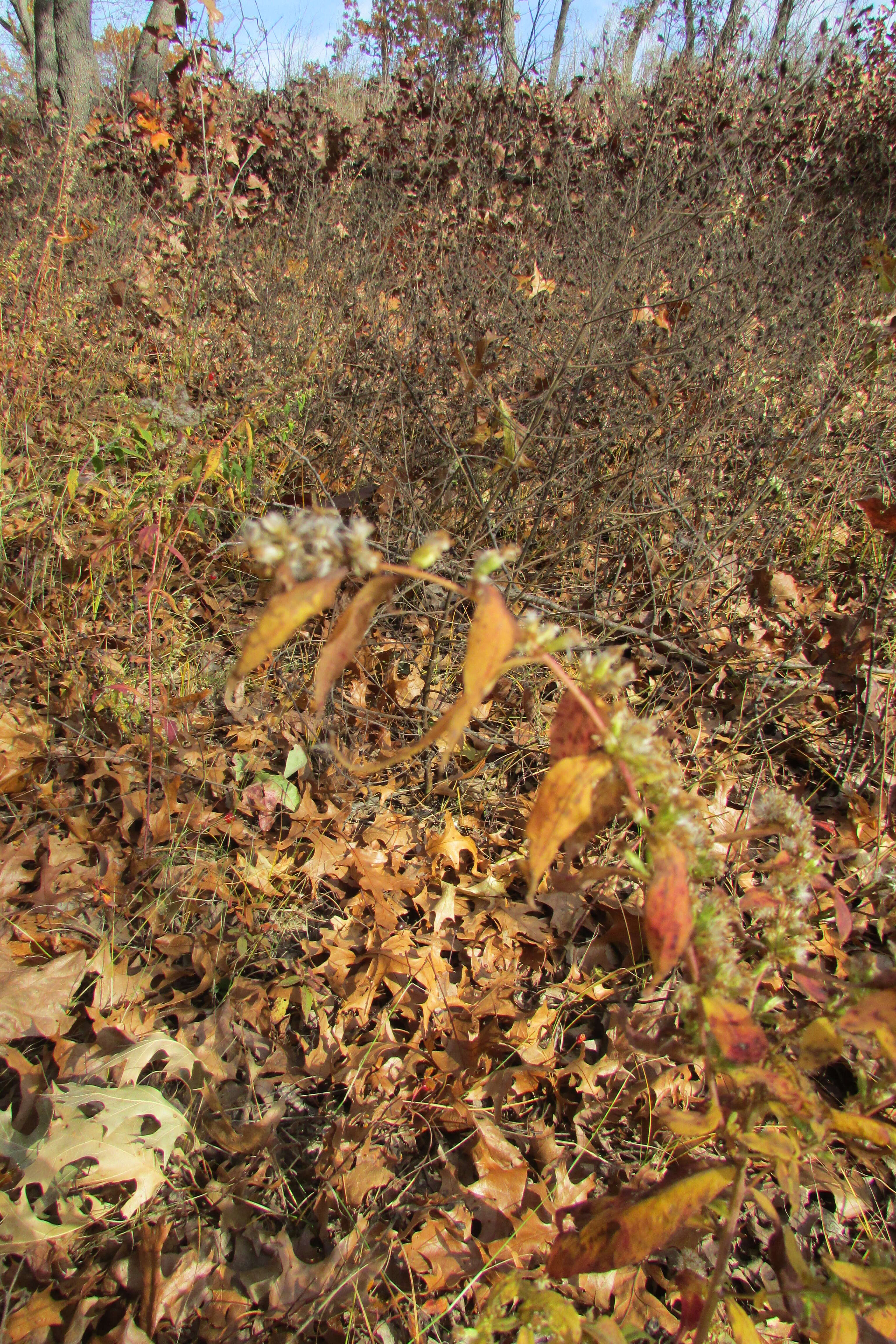 Image of calico aster