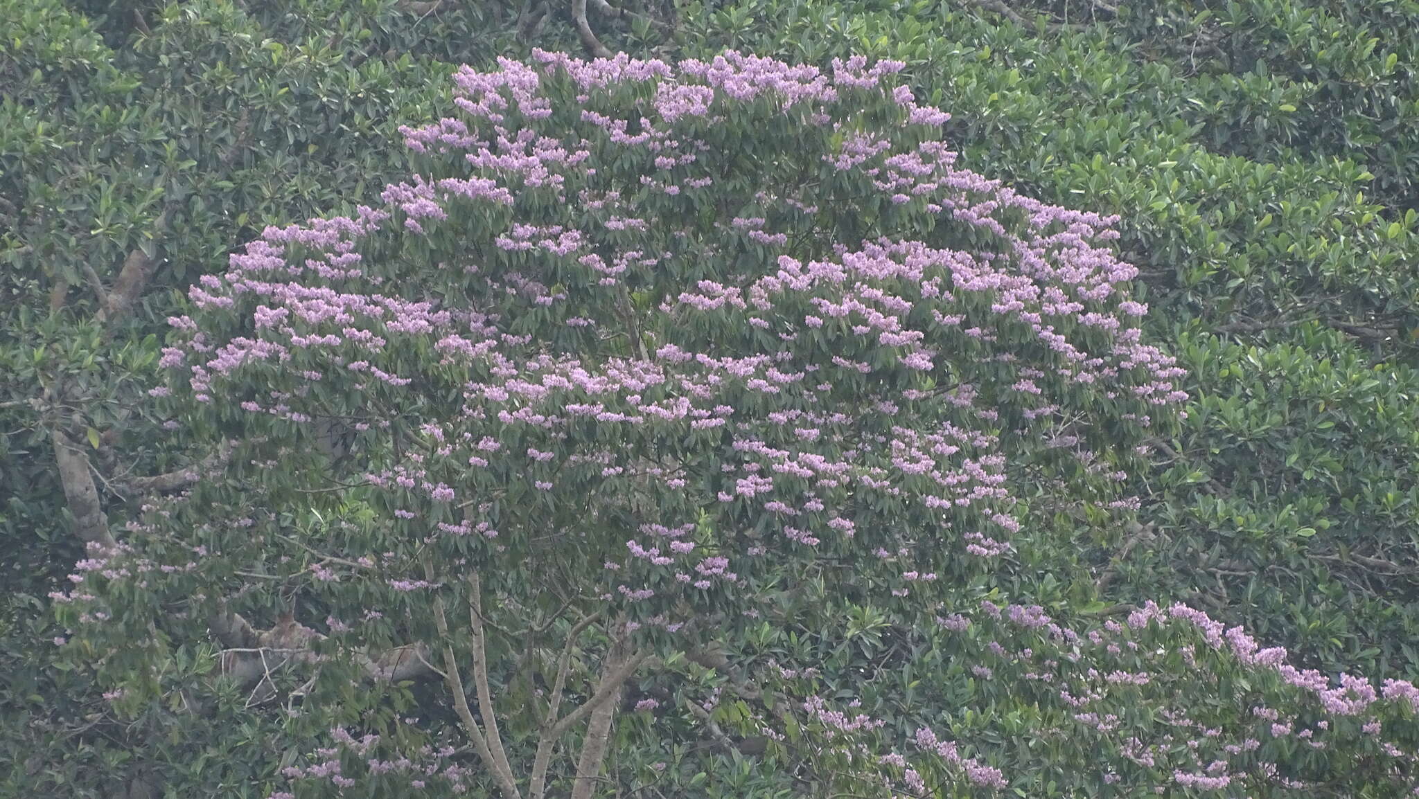 Image of Trichospermum galeottii (Turcz.) Kosterm.