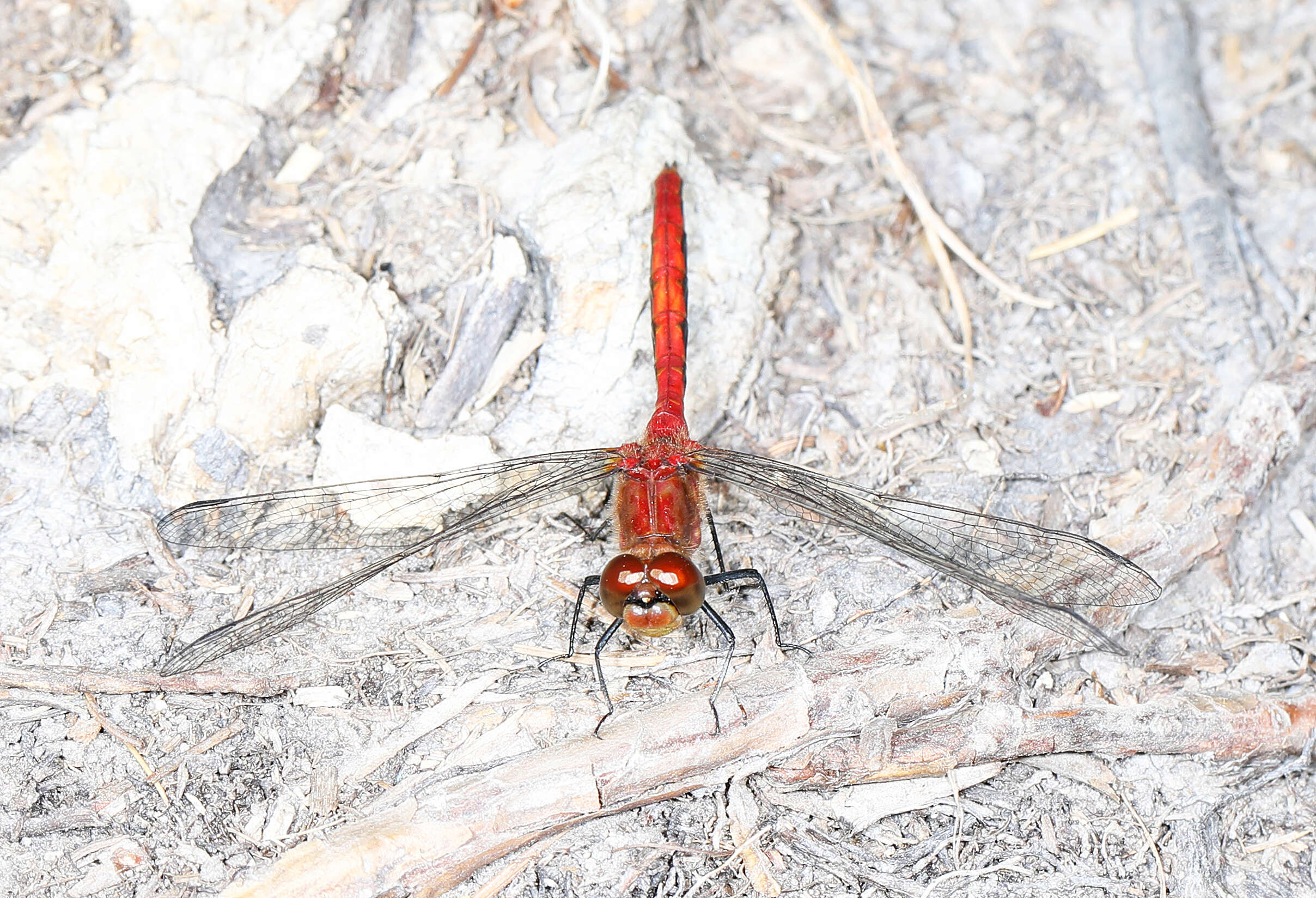 Image of Autumn Meadowhawk