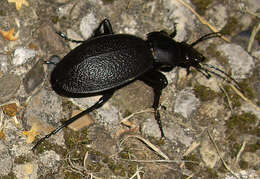 Image of Carabus (Procrustes) coriaceus Linnaeus 1758