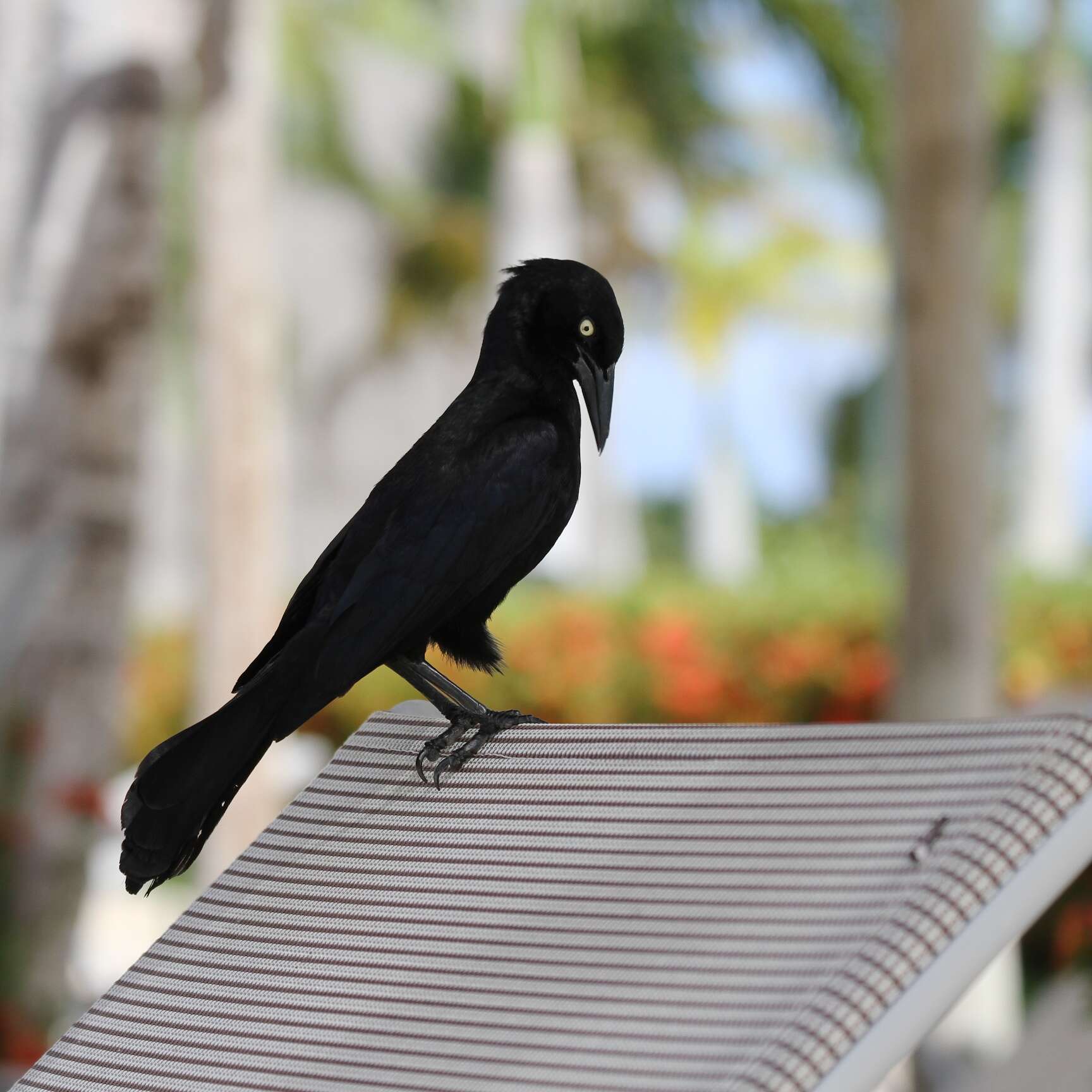 Image of Greater Antillean Grackle