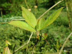 Image of rhododendron