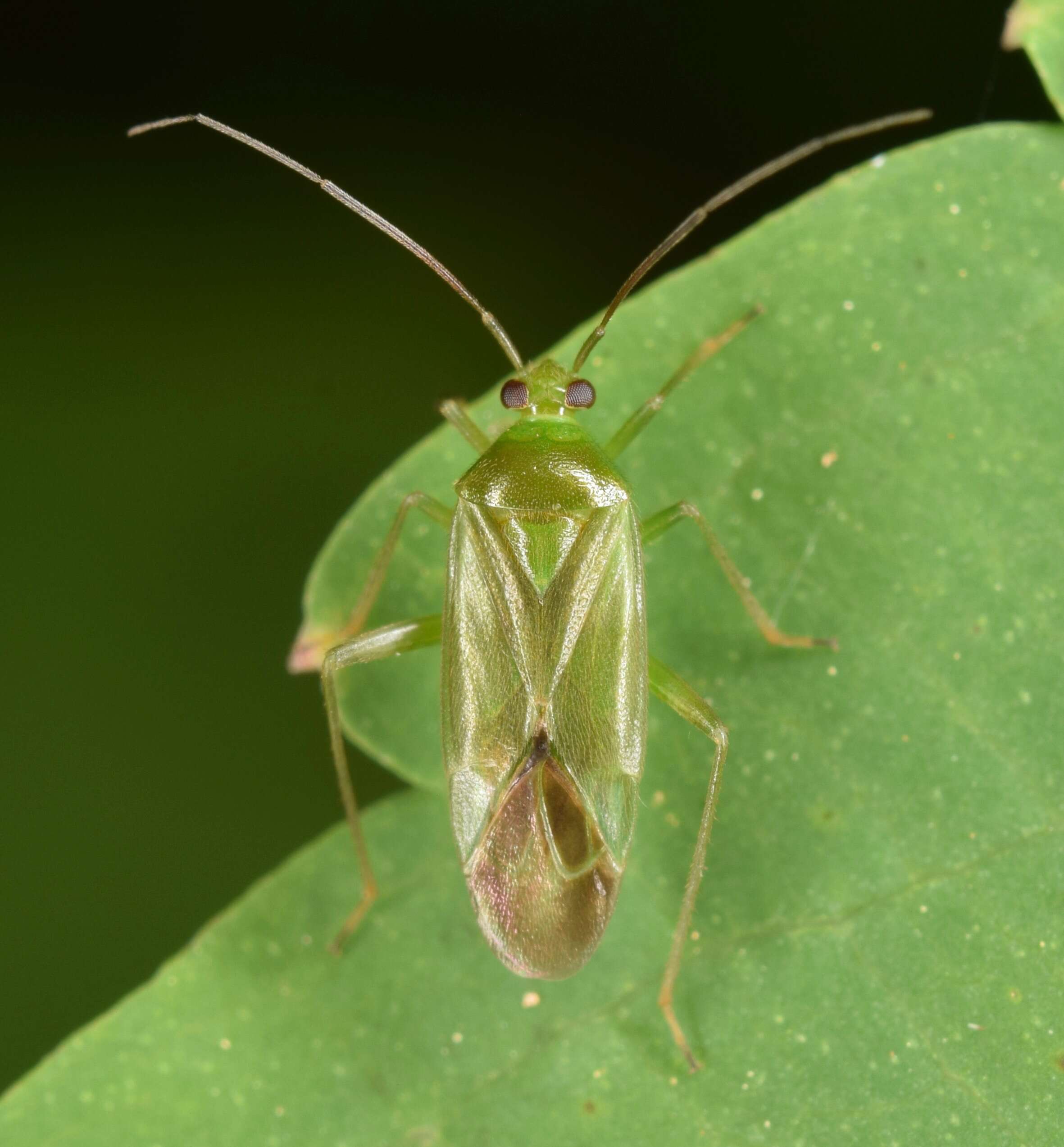 Image of Lygocoris