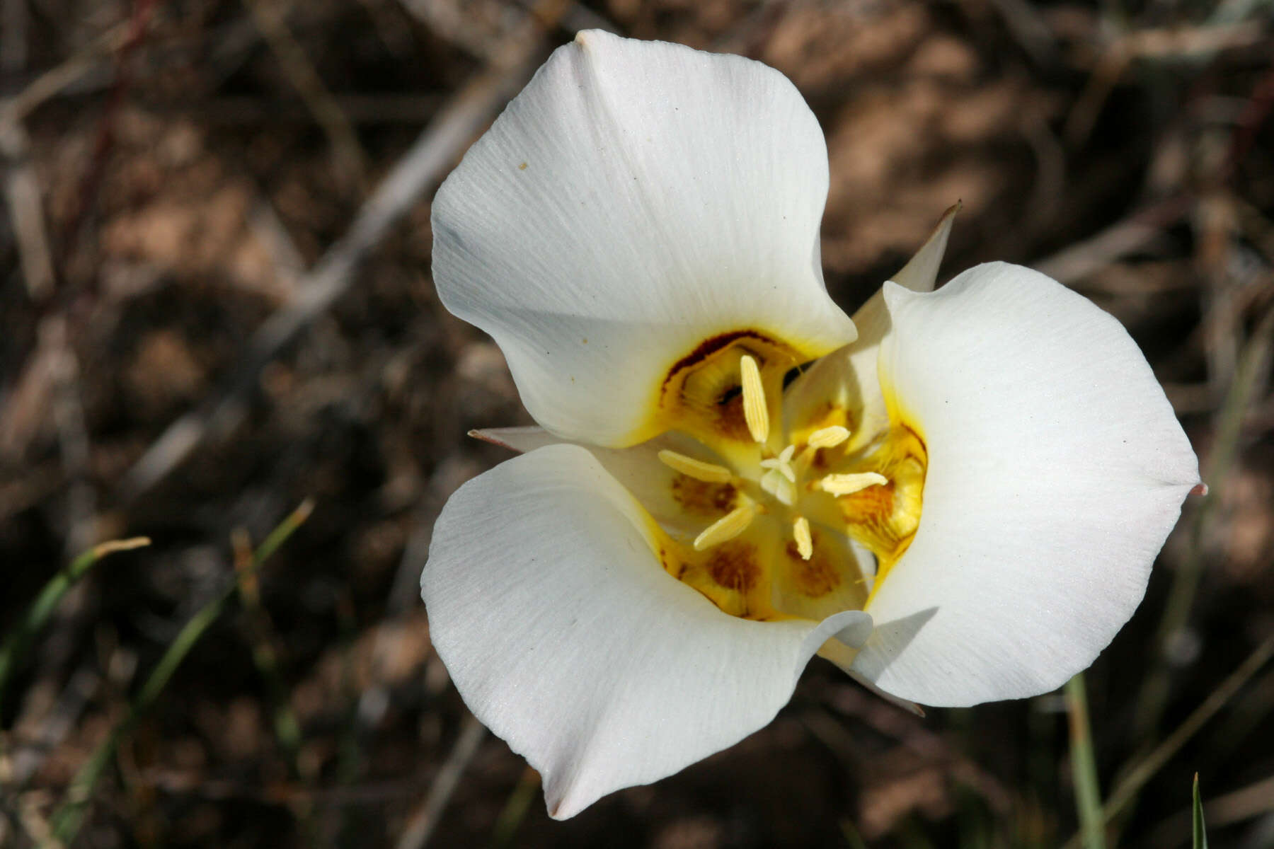 Слика од Calochortus nuttallii Torr.