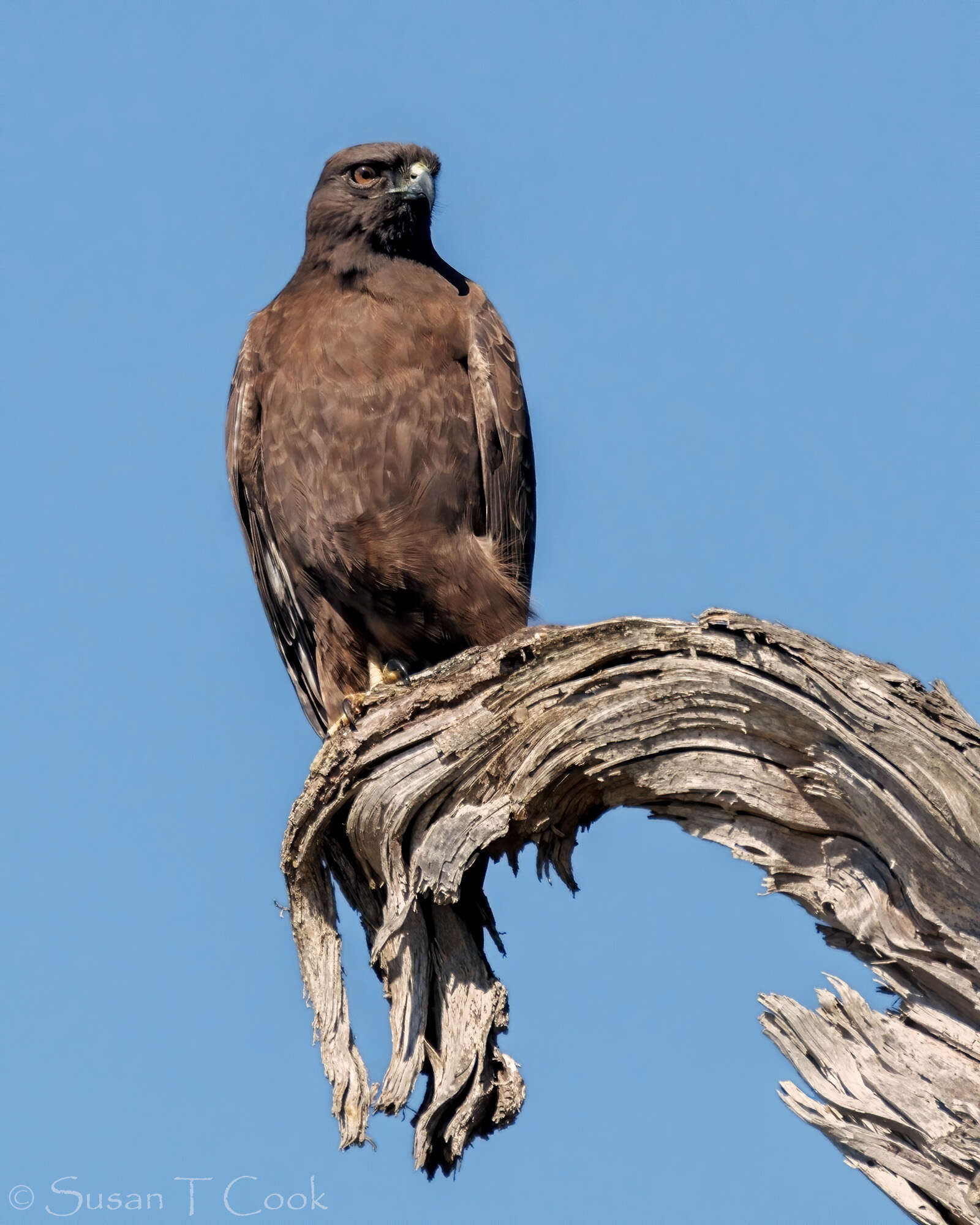 Image of Red-tailed Hawk