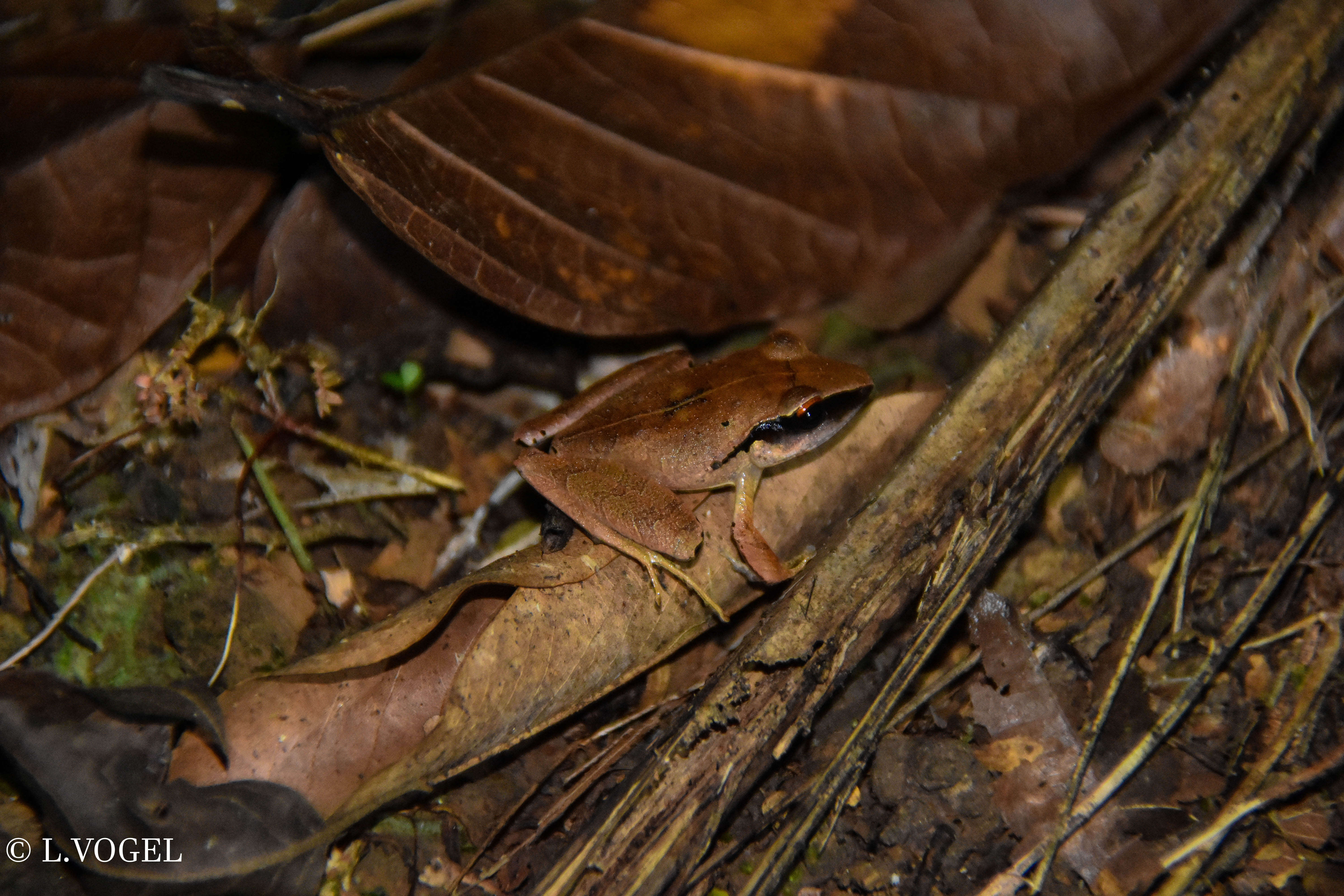 Image of Noble's Robber Frog