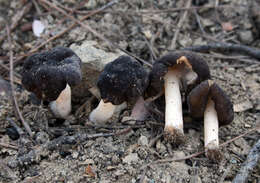 Image of Gyromitra anthracobia