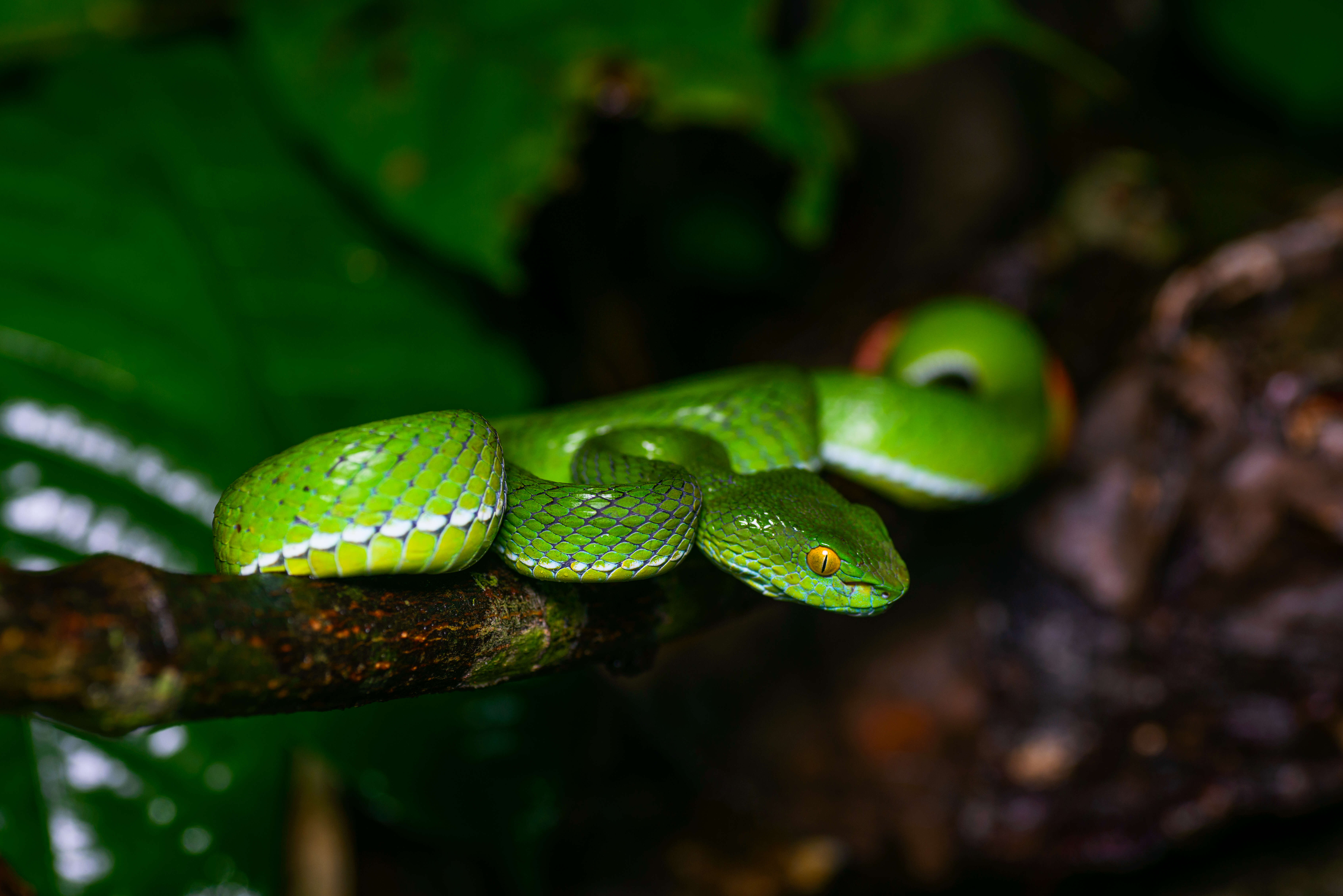 Image of Cardamom Mountains Green Pitviper