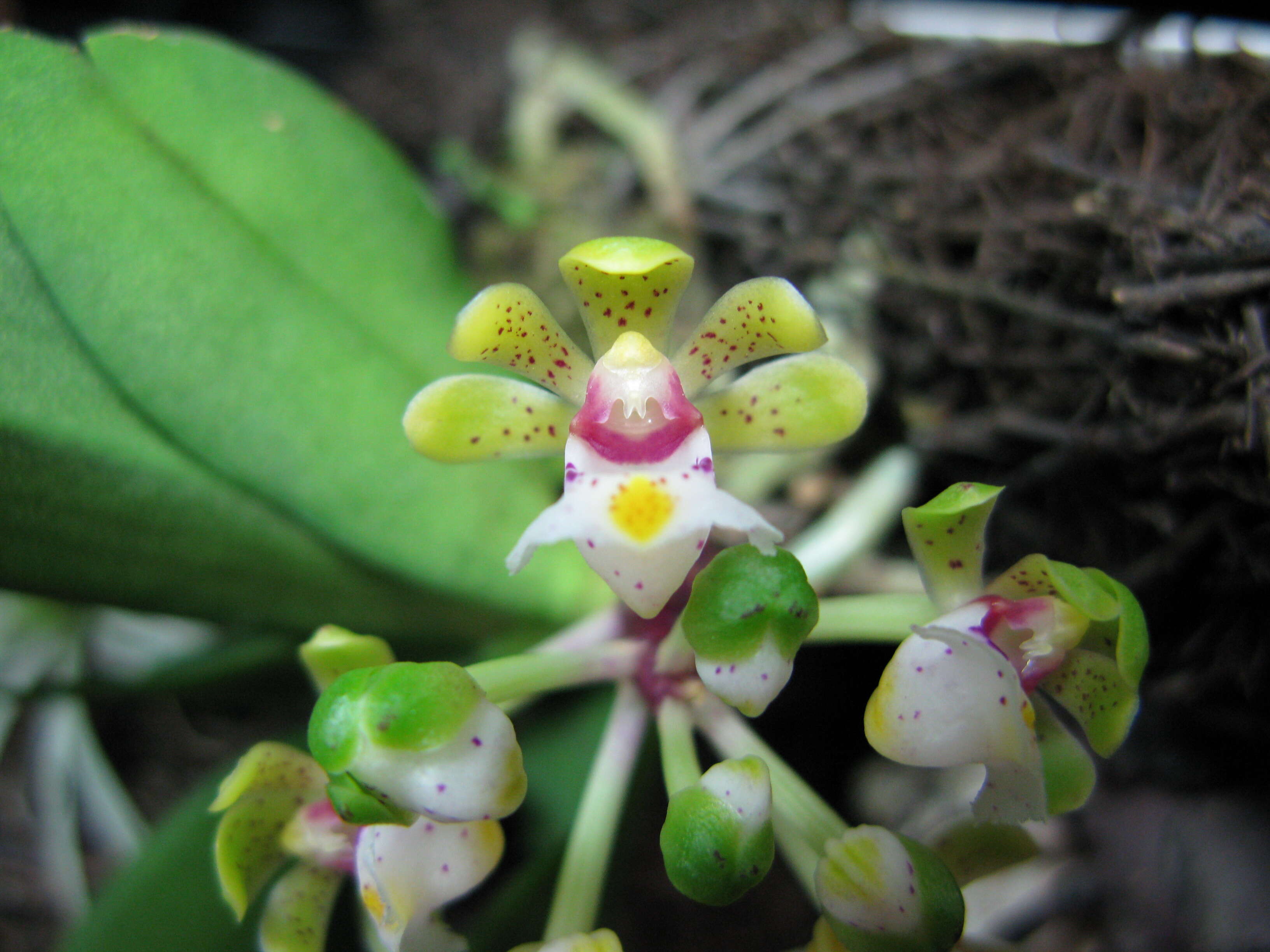 Imagem de Gastrochilus obliquus (Lindl.) Kuntze