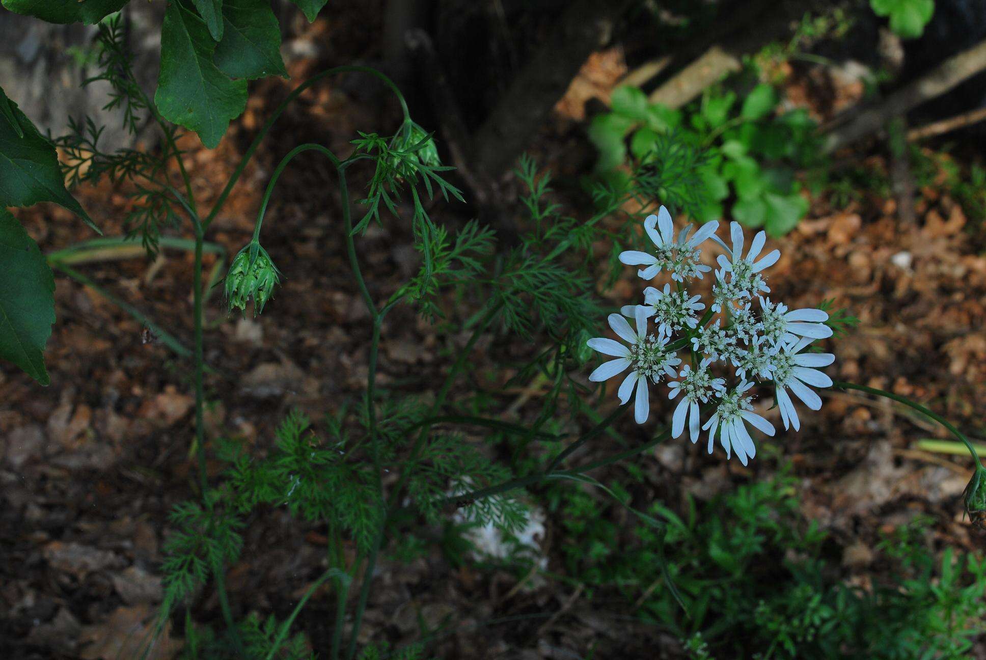 Orlaya grandiflora (L.) Hoffm. resmi