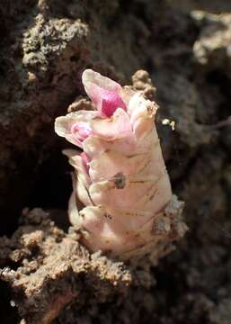 Image of common toothwort