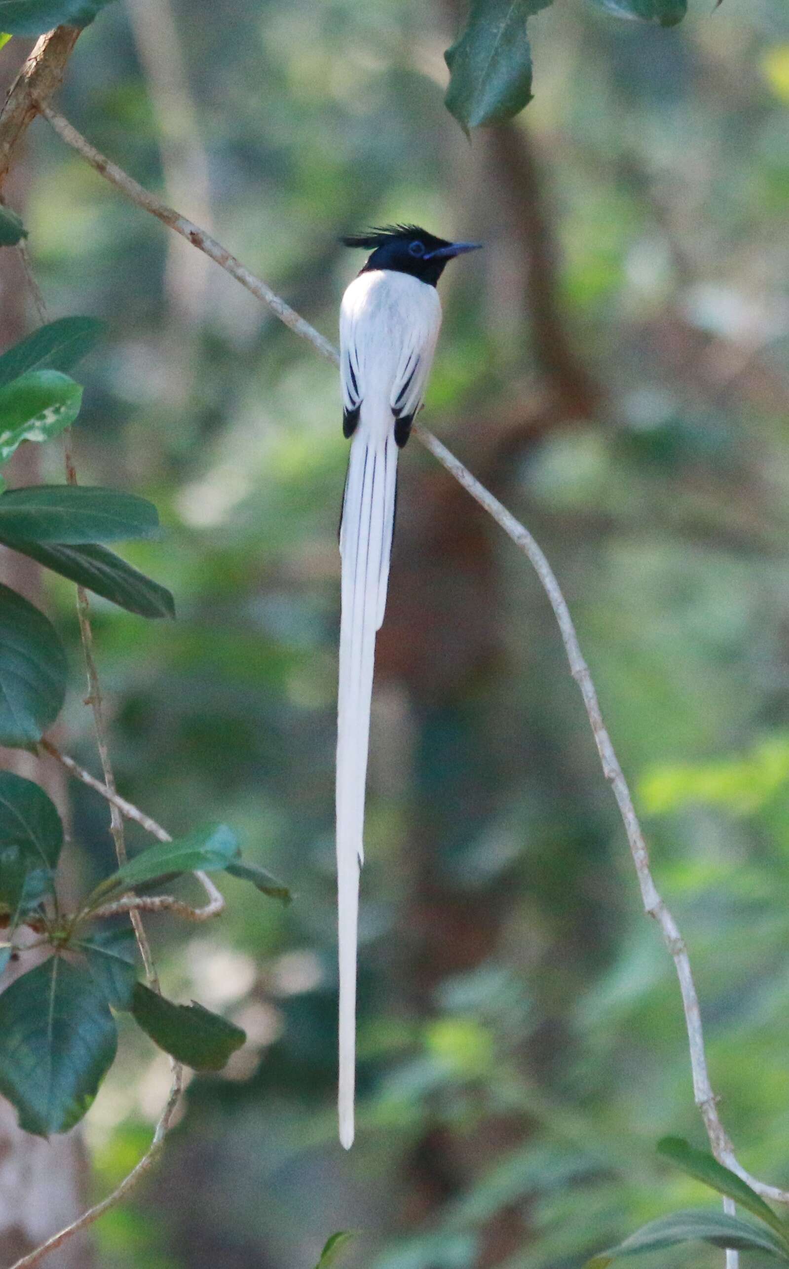 Image of Asian Paradise-Flycatcher