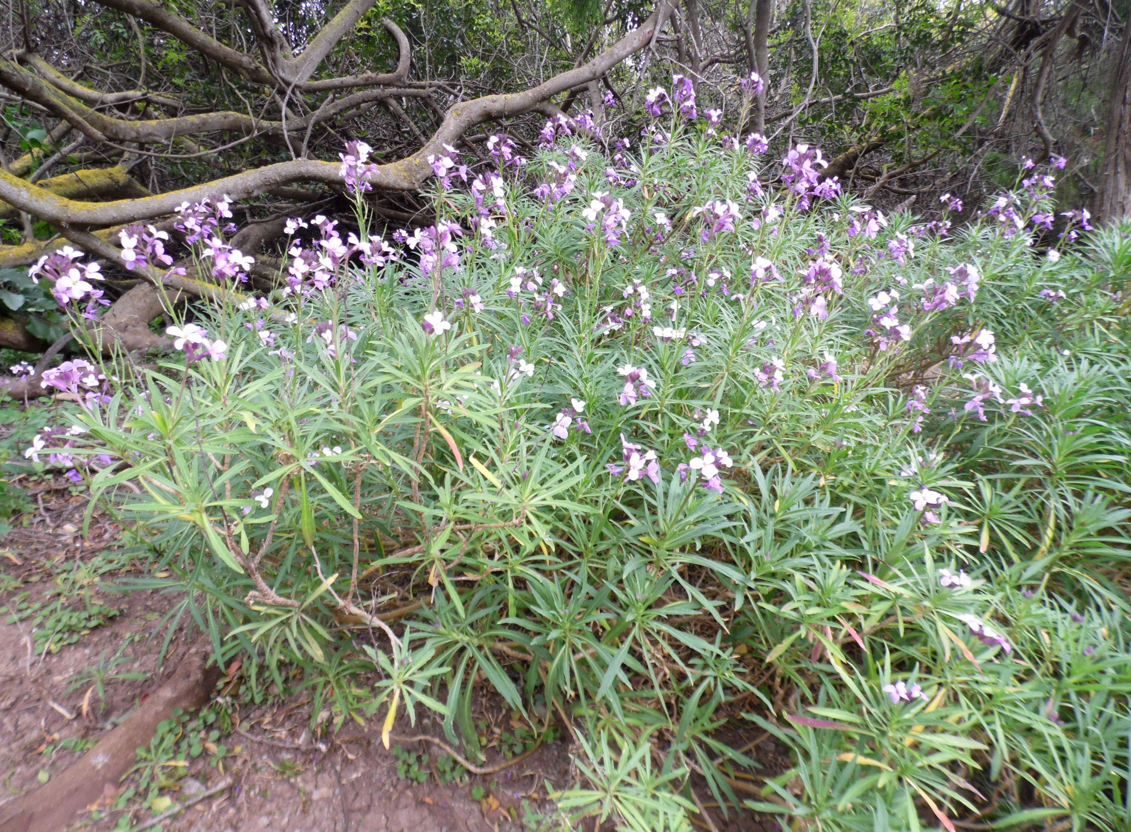 Image of Erysimum scoparium (Brouss. ex Willd.) Wettst.