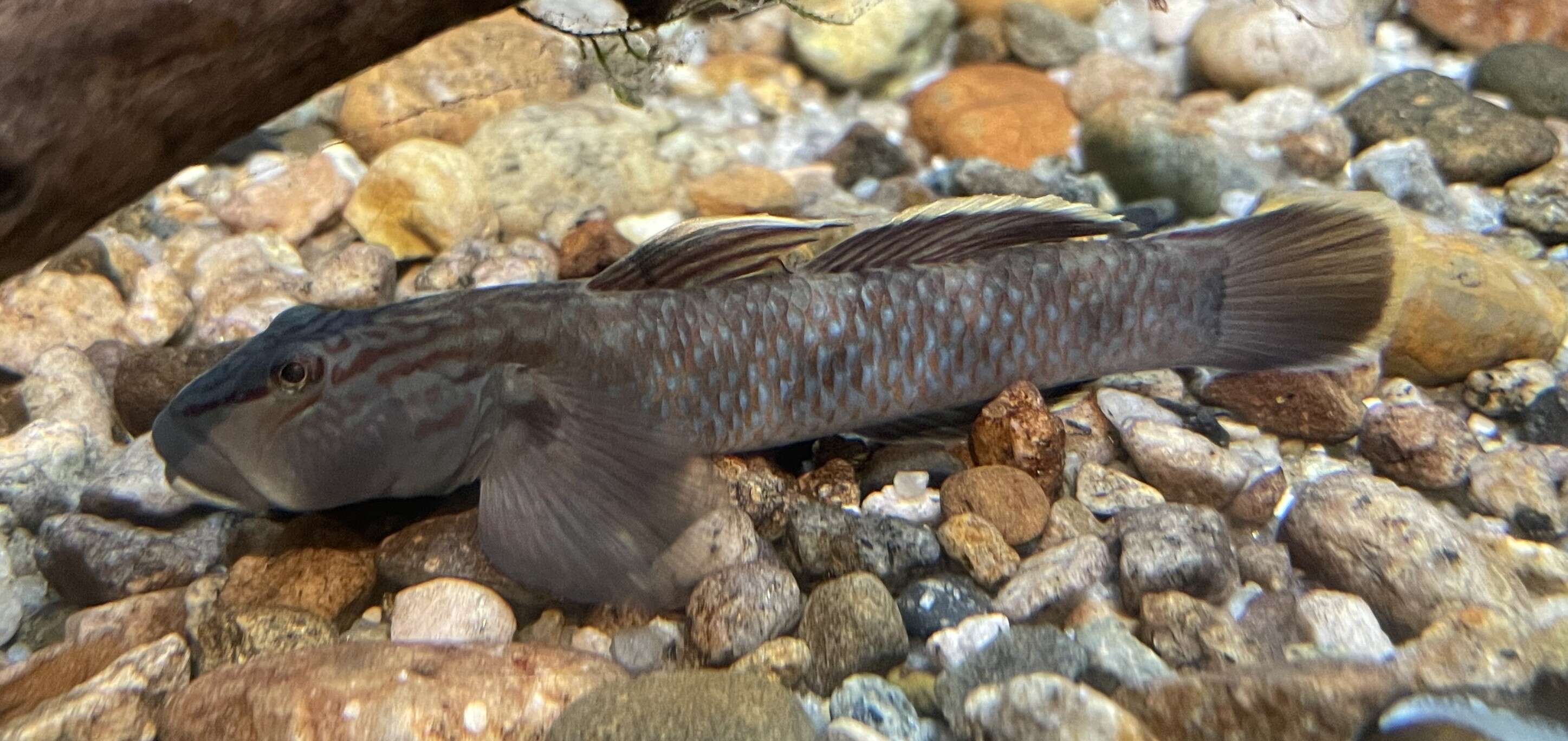 Image of Rhinogobius