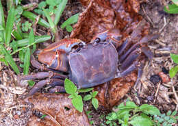 Image of brown land crab