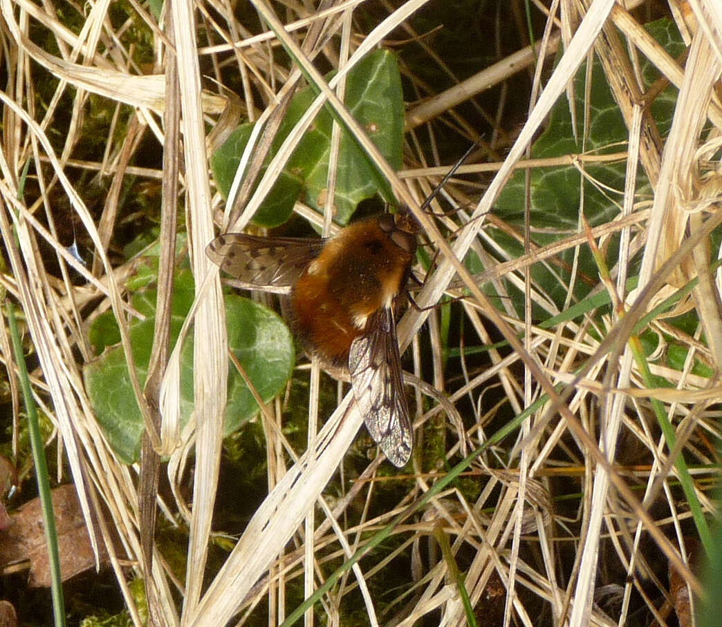 Image of Dotted bee-fly