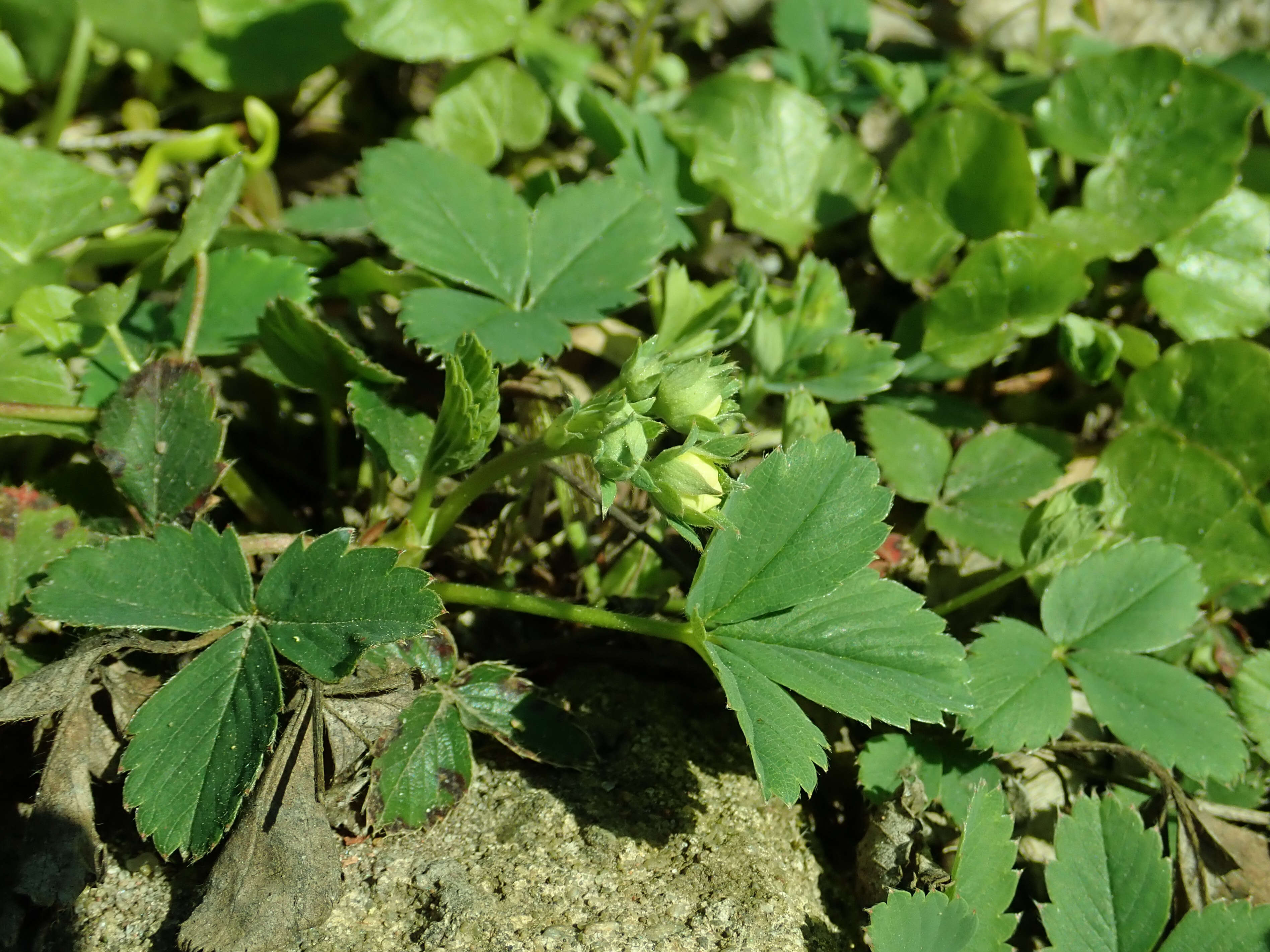 Image of Virginia strawberry