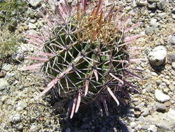 Image of Ferocactus latispinus (Haw.) Britton & Rose