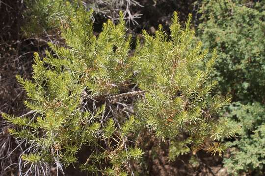 Image of Baccharis linearis (Ruiz & Pavón) Pers.