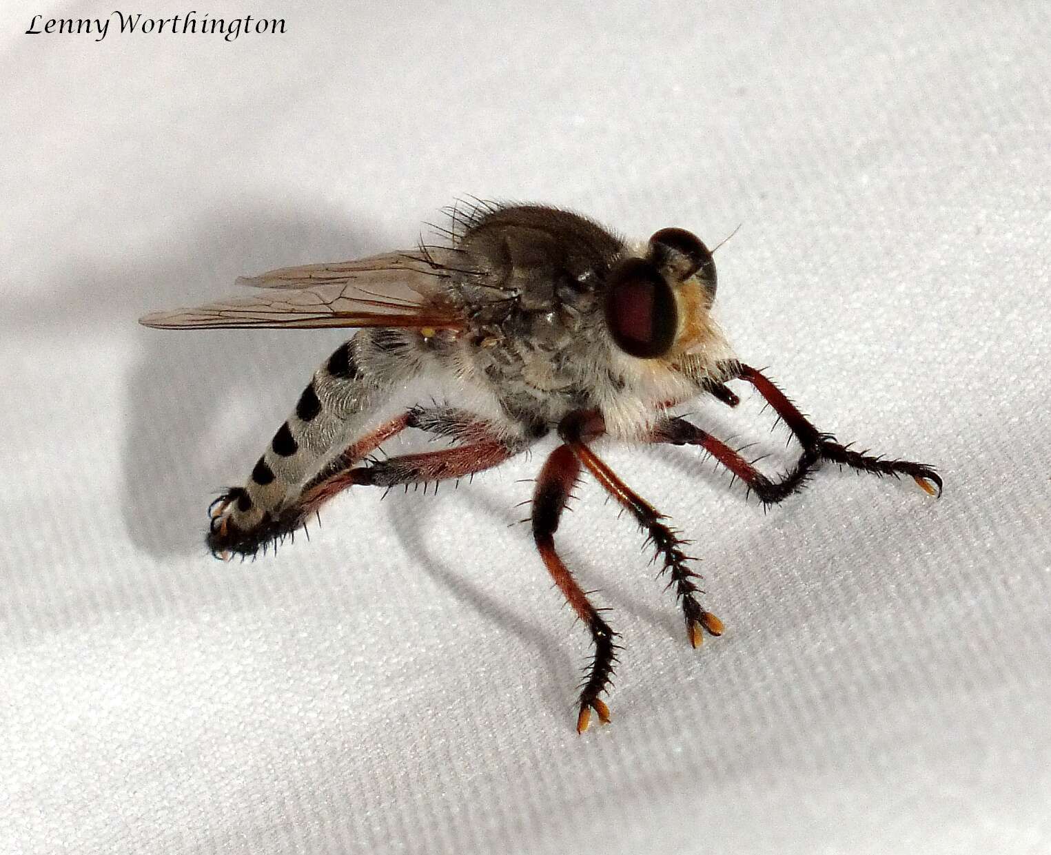 Image of robber flies