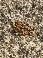 Image of orange lichen