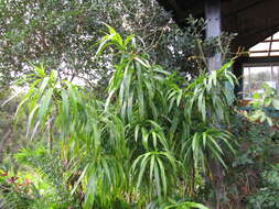 Слика од Dracaena angustifolia (Medik.) Roxb.