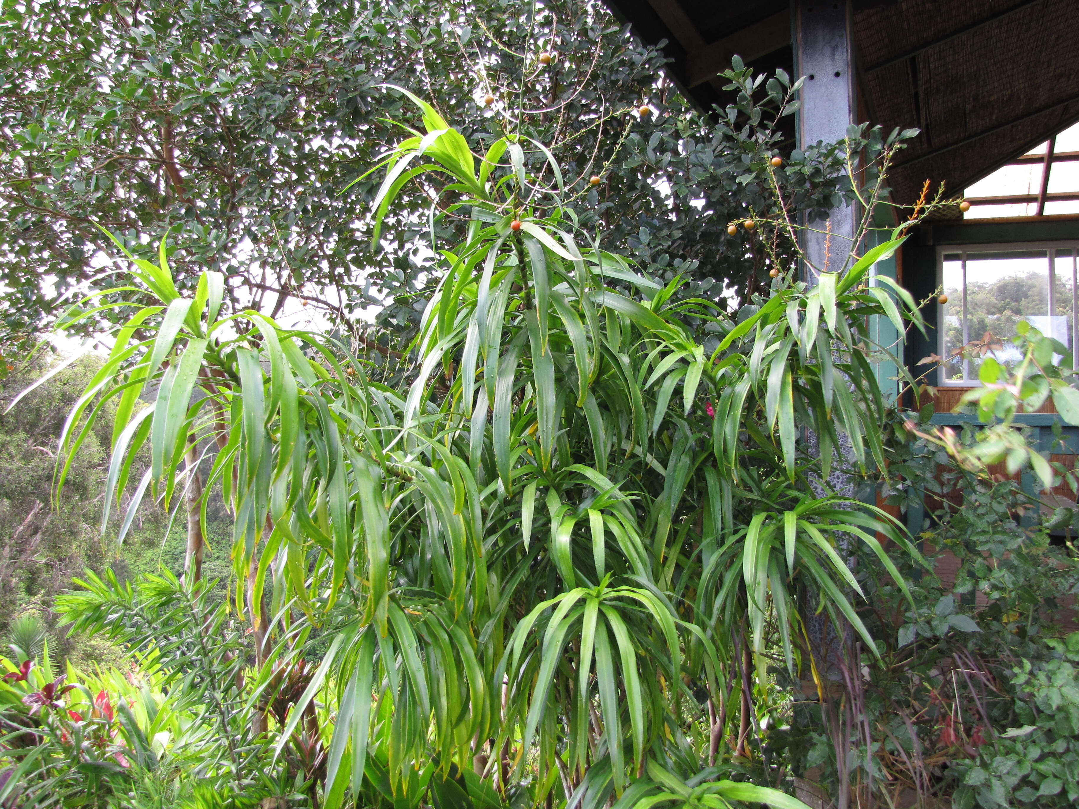 Слика од Dracaena angustifolia (Medik.) Roxb.