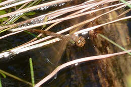 Image of Brown Hawker