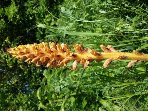 Imagem de Orobanche elatior Sutton