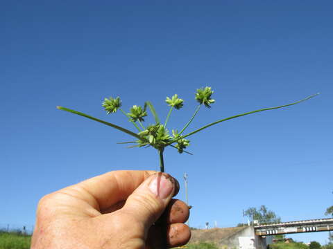 Слика од Cyperus eragrostis Lam.