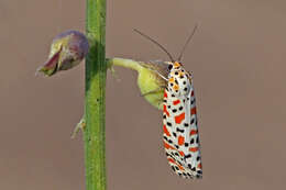 Image of crimson speckled