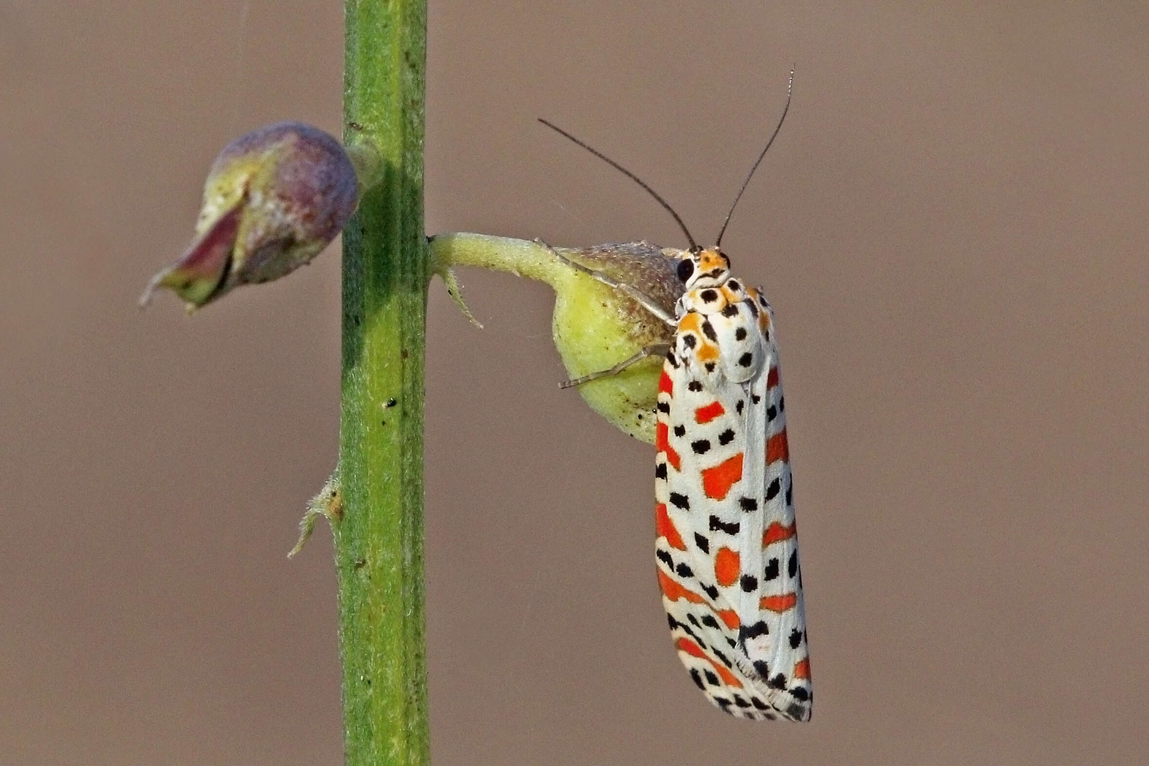 Image of crimson speckled