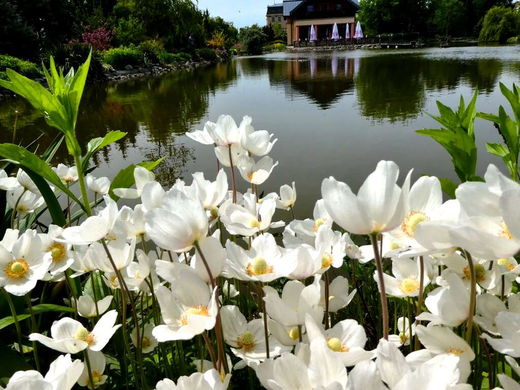 Image of Snowdrop Anemone