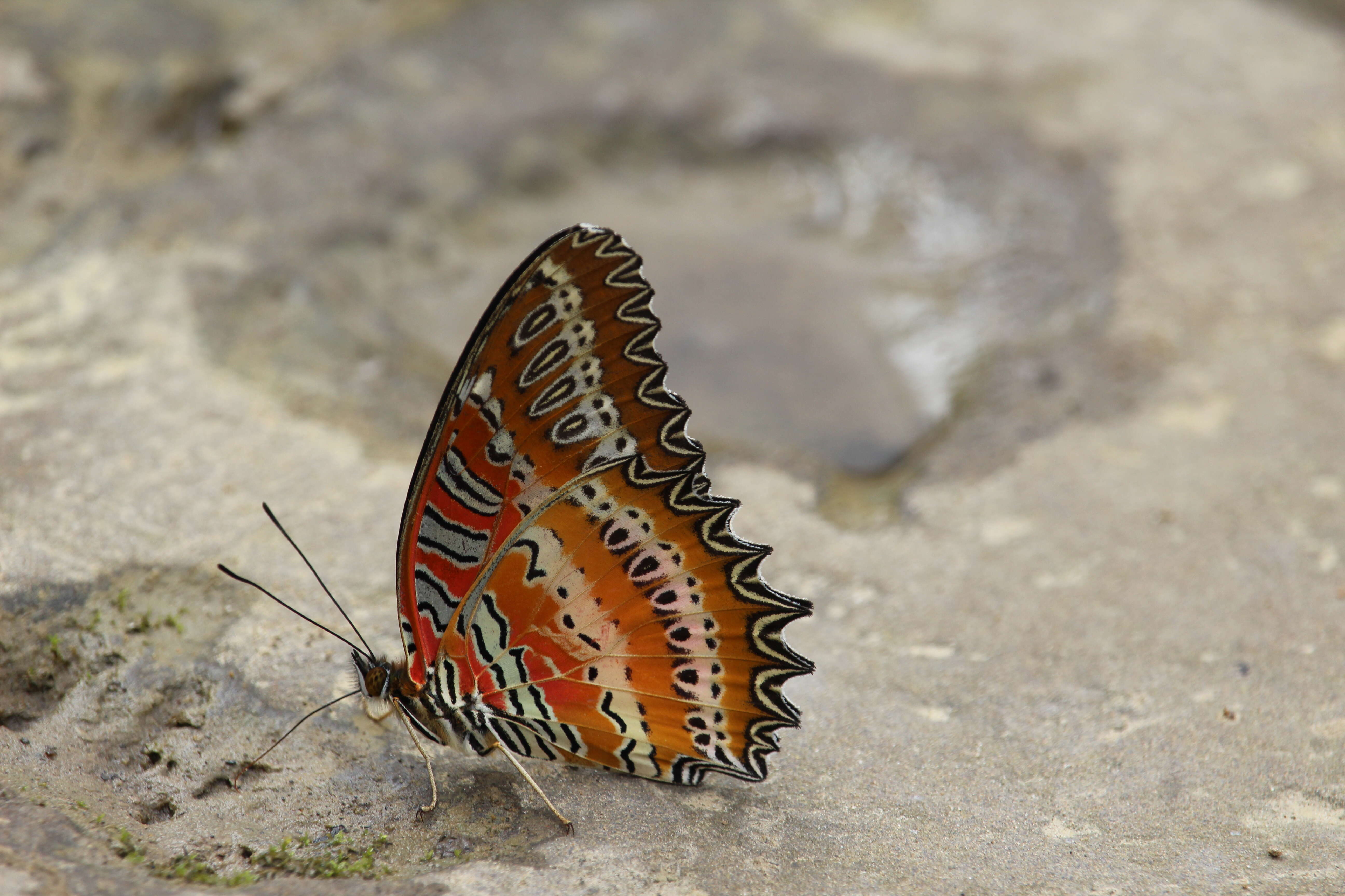 Cethosia biblis Drury 1770 resmi