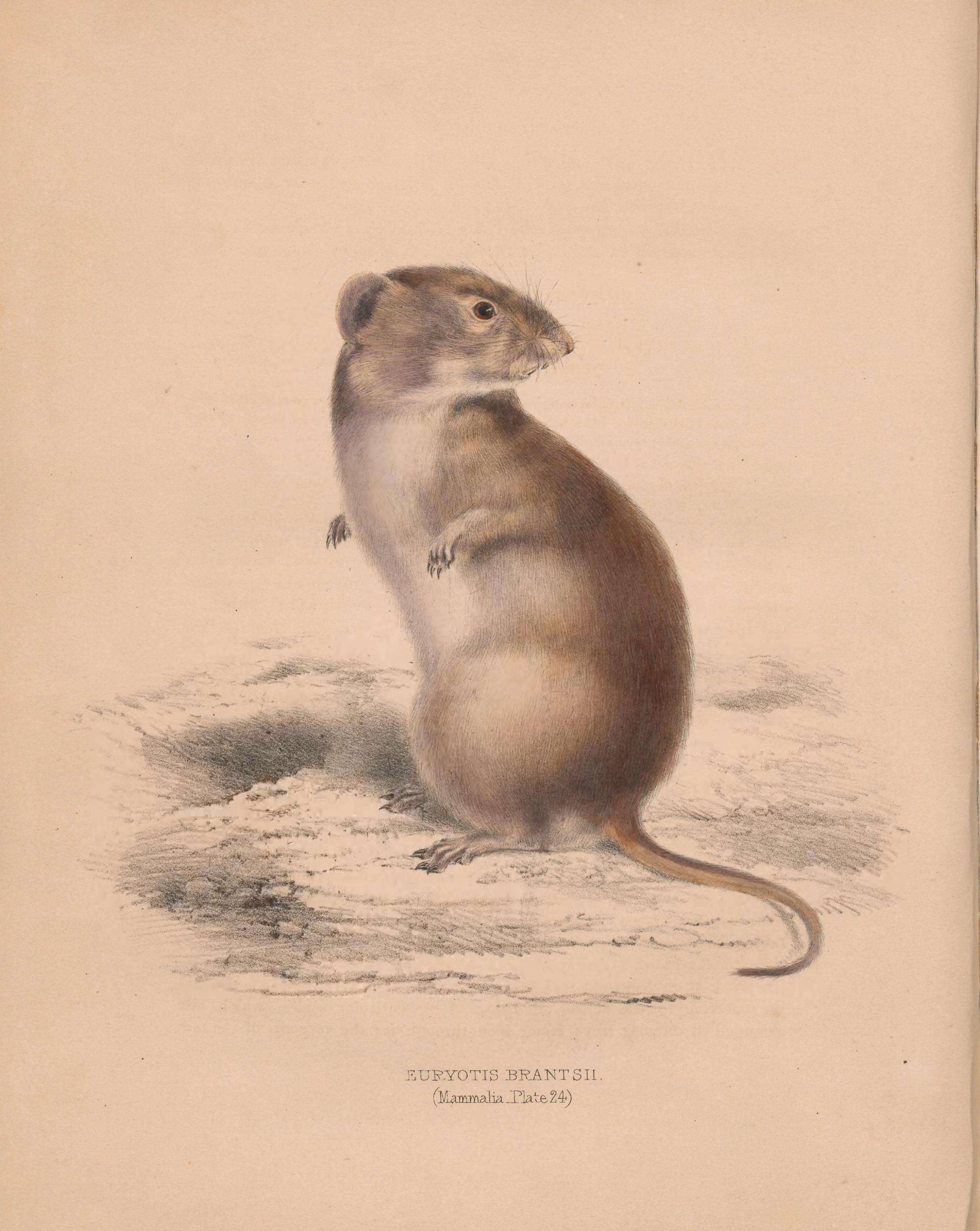 Image of Brants' Whistling Rat