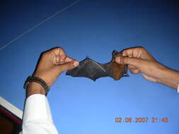 Image of Asiatic Lesser Yellow House Bat