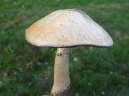 Imagem de Stropharia rugosoannulata Farl. ex Murrill 1922