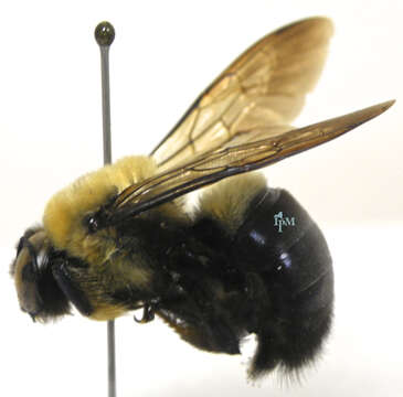 Imagem de Xylocopa virginica (Linnaeus 1771)