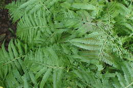 Image of cuplet fern