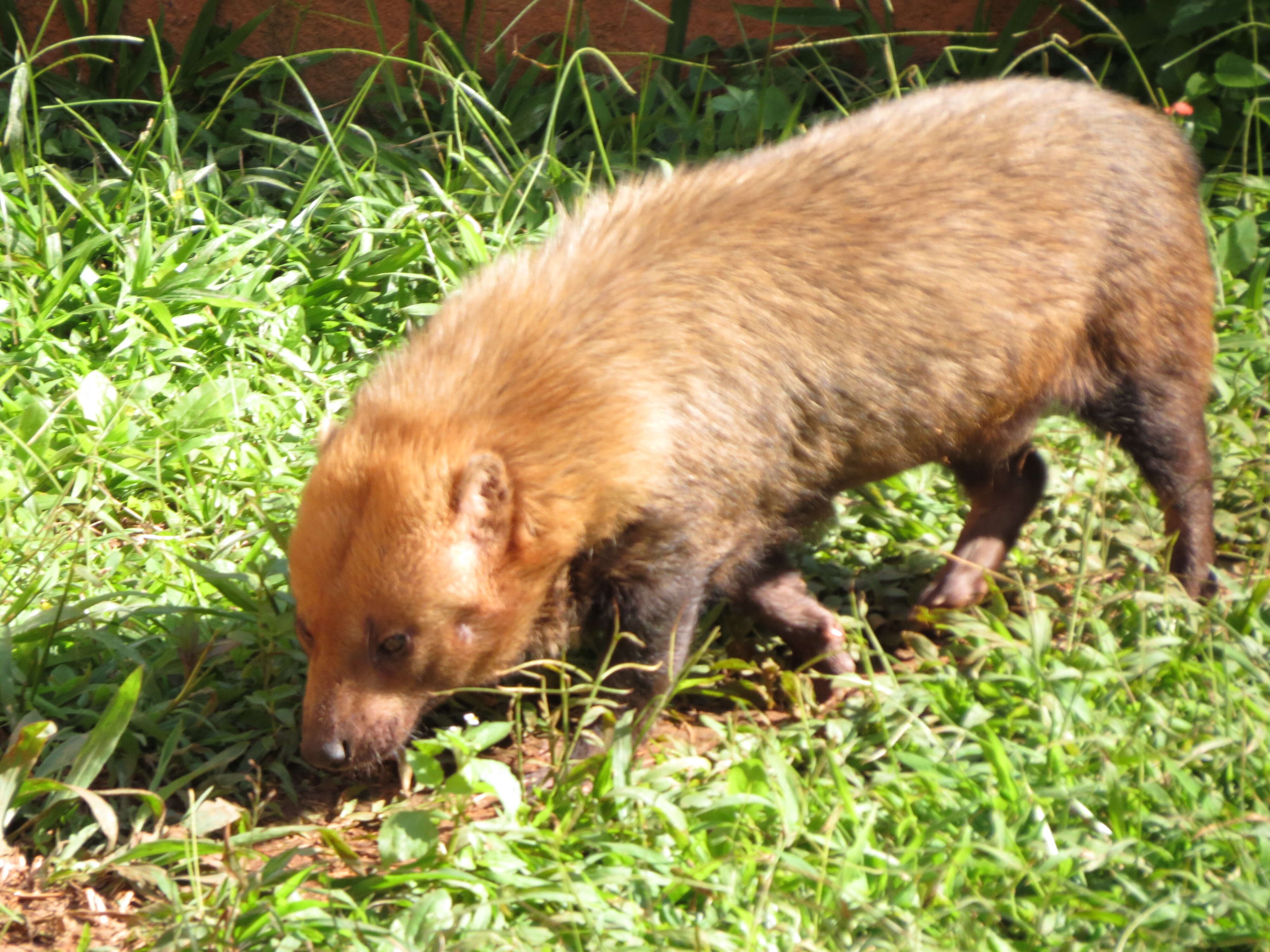 Image of bush dog