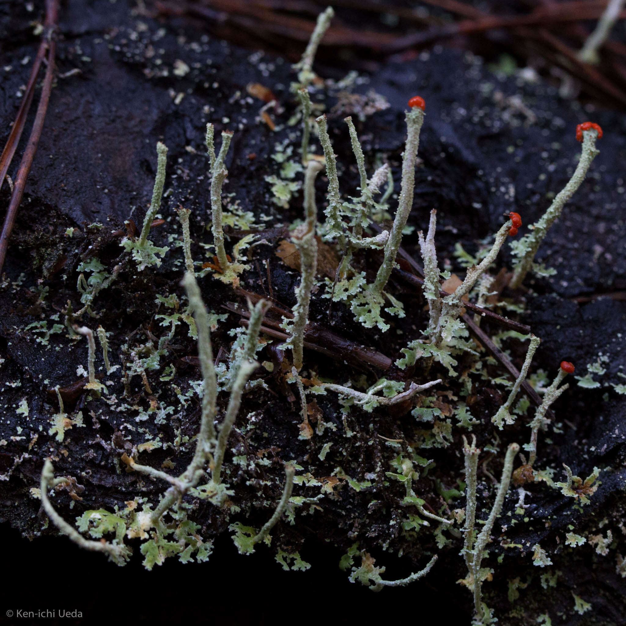 Image of Cladonia macilenta