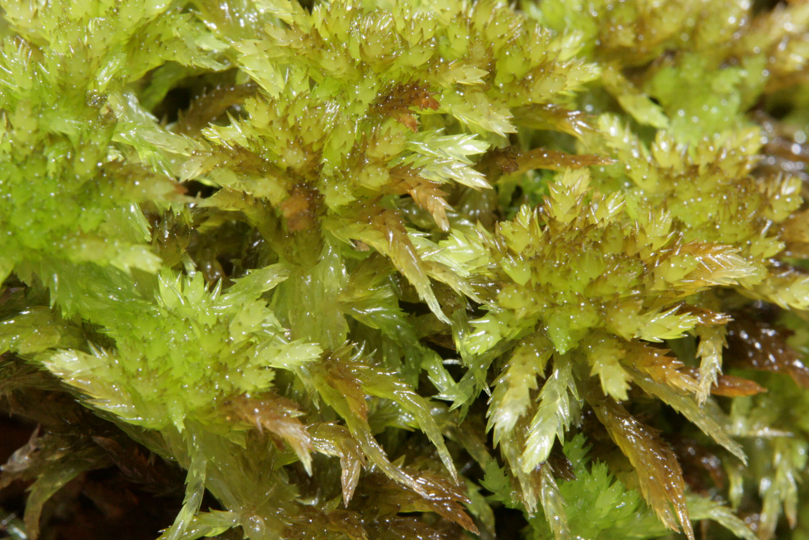 Image of water sphagnum