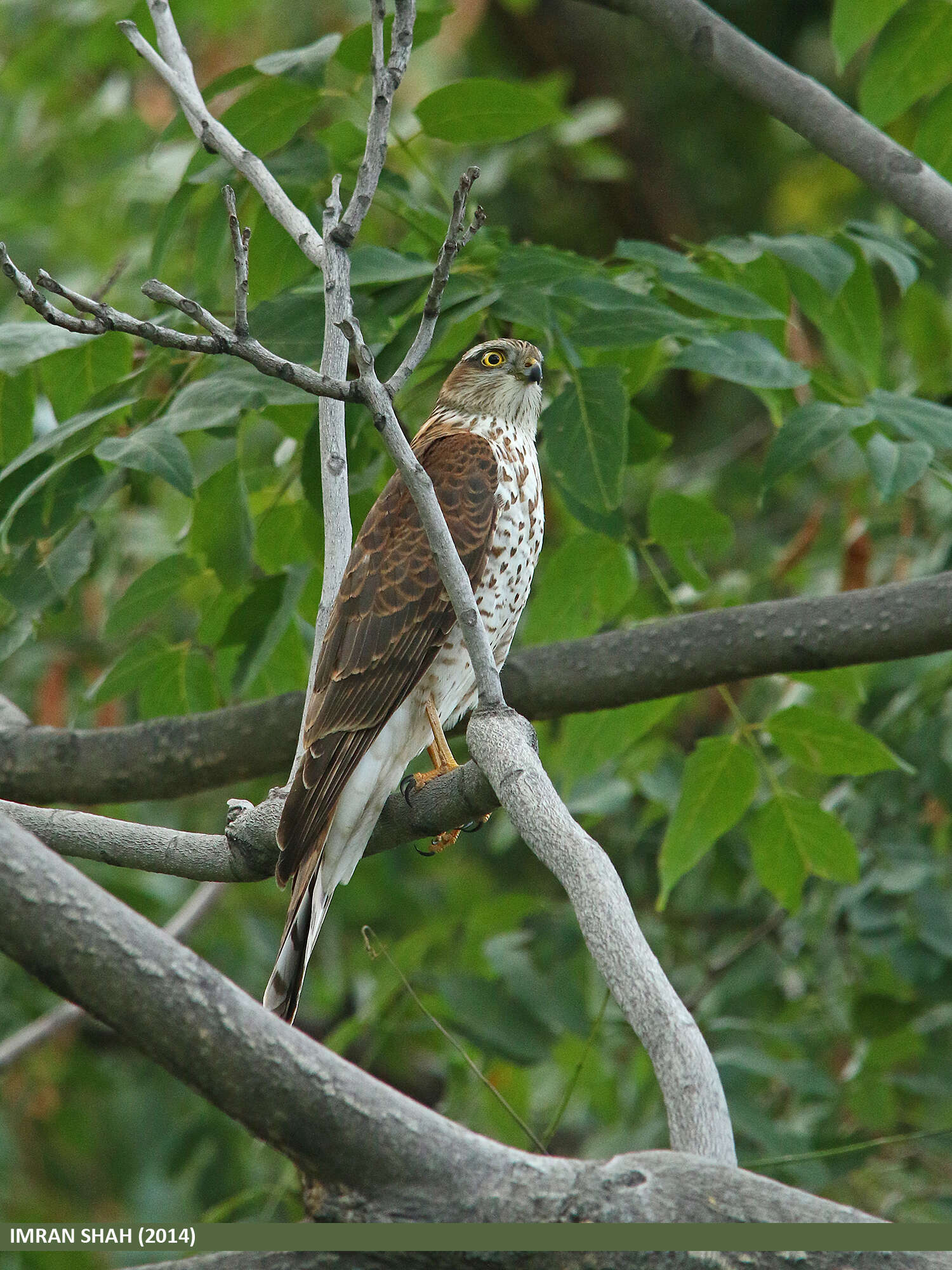 Image of Eurasian Sparrowhawk