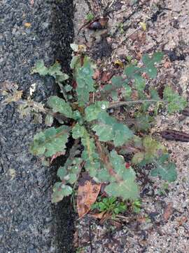 Image of common sowthistle