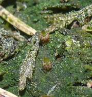 Image of Green shield moss